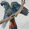 Red Tailed Black Cockatoo Diamond Painting