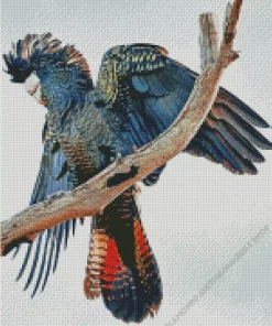 Red Tailed Black Cockatoo Diamond Painting