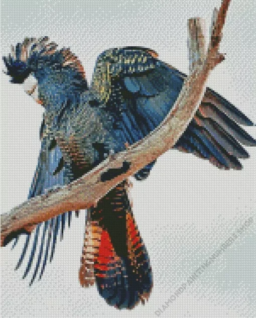 Red Tailed Black Cockatoo Diamond Painting