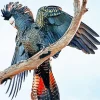 Red Tailed Black Cockatoo Diamond Painting
