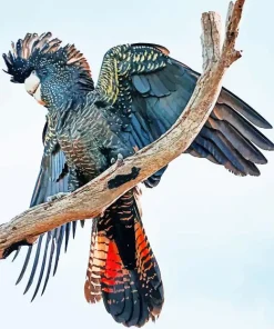 Red Tailed Black Cockatoo Diamond Painting