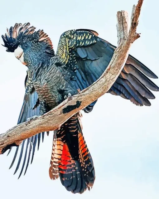 Red Tailed Black Cockatoo Diamond Painting