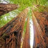 Redwood Trees Diamond Painting