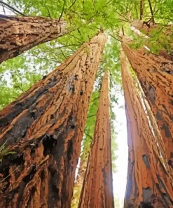 Redwood Trees Diamond Painting