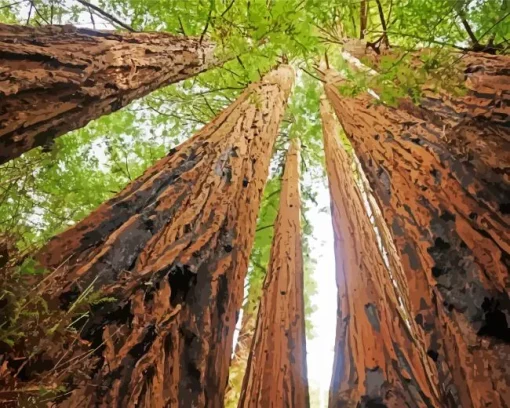 Redwood Trees Diamond Painting