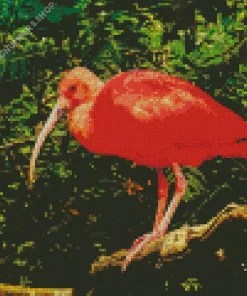Scarlet Ibis Bird Diamond Painting