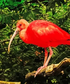 Scarlet Ibis Bird Diamond Painting