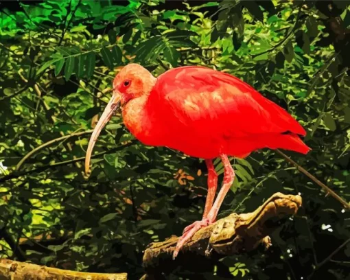 Scarlet Ibis Bird Diamond Painting