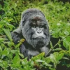 Silverback Gorilla Diamond Painting