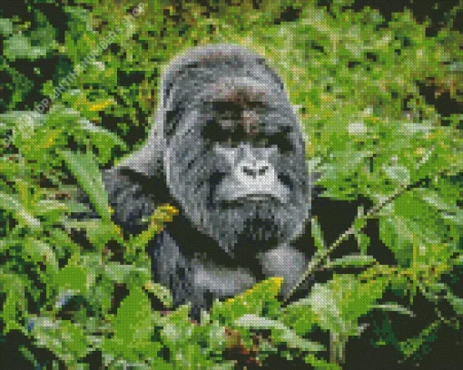 Silverback Gorilla Diamond Painting