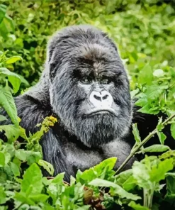 Silverback Gorilla Diamond Painting