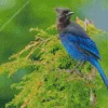 Stellers Jay Bird Diamond Painting