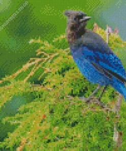 Stellers Jay Bird Diamond Painting