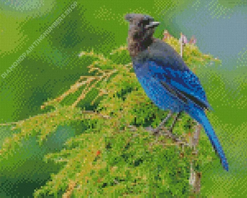 Stellers Jay Bird Diamond Painting