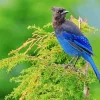 Stellers Jay Bird Diamond Painting