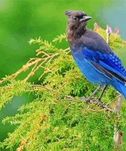 Stellers Jay Bird Diamond Painting