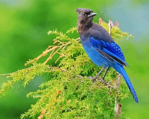 Stellers Jay Bird Diamond Painting