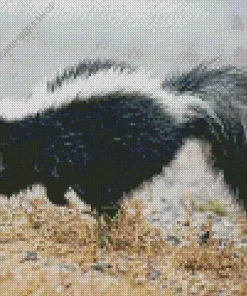 Striped Skunk Diamond Painting