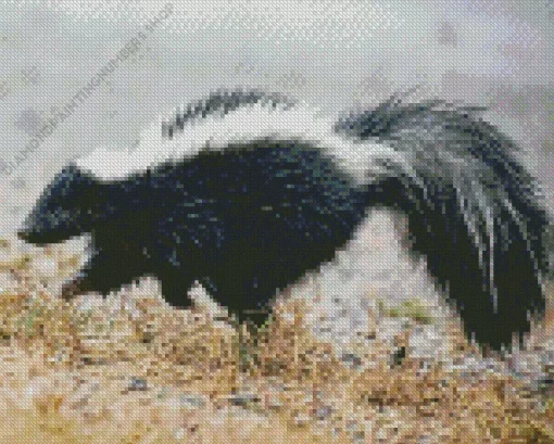 Striped Skunk Diamond Painting