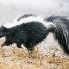 Striped Skunk Diamond Painting