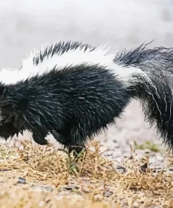 Striped Skunk Diamond Painting
