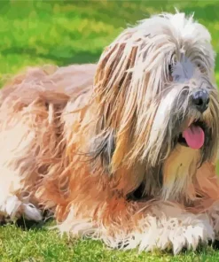 Tibetan Terrier Dog Diamond Painting