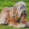 Tibetan Terrier Dog Diamond Painting