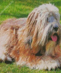 Tibetan Terrier Dog Diamond Painting