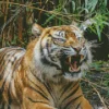 Tiger Roaring Diamond Painting