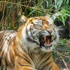 Tiger Roaring Diamond Painting
