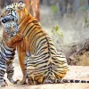 Tigers Hug Diamond Painting