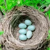 Tree Bird Nest Diamond Painting