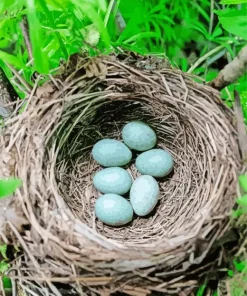 Tree Bird Nest Diamond Painting