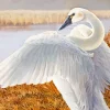 Tundra Swan Diamond Painting