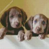 Weimaraner Puppies Diamond Painting