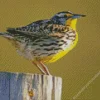 Western Meadowlark Diamond Painting
