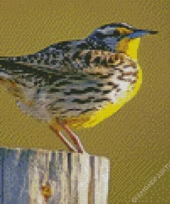 Western Meadowlark Diamond Painting