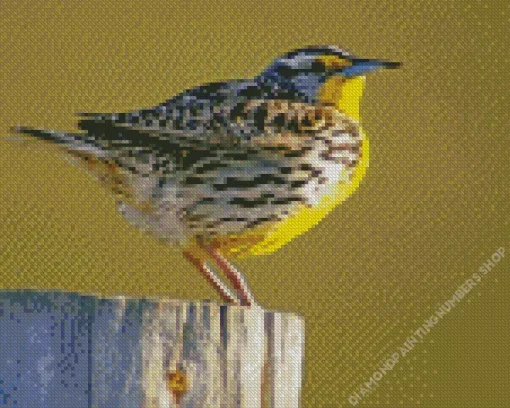 Western Meadowlark Diamond Painting