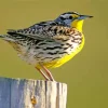 Western Meadowlark Diamond Painting