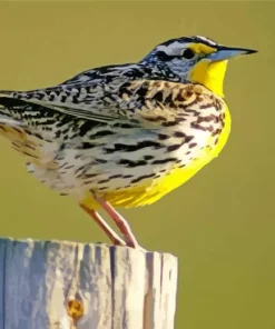 Western Meadowlark Diamond Painting