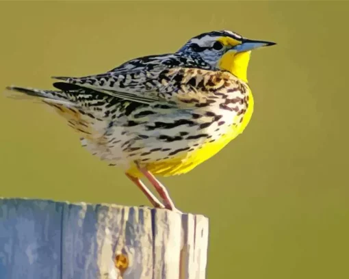 Western Meadowlark Diamond Painting