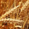 Wheat Field Diamond Painting