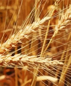 Wheat Field Diamond Painting