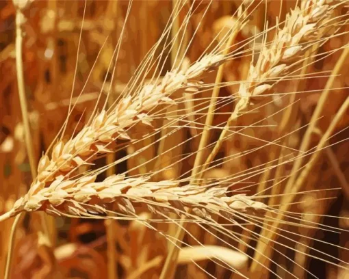 Wheat Field Diamond Painting