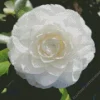 White Camellia Flower Diamond Painting