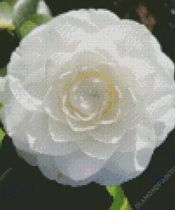 White Camellia Flower Diamond Painting