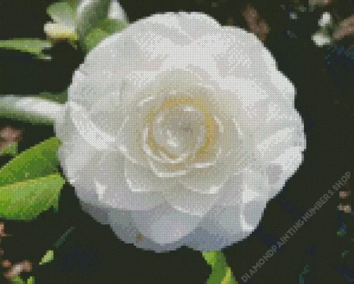 White Camellia Flower Diamond Painting