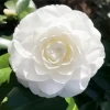 White Camellia Flower Diamond Painting