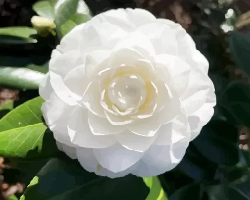 White Camellia Flower Diamond Painting