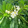 White Plumeria Flower Diamond Painting